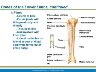 Copyright © 2009 Pearson Education, Inc., publishing as Benjamin Cummings *
Bones of the Lower Limbs, continued…
b.Fibula
●Lateral to tibia
●Forms joints with
tibia proximally and
distally
●Thin, stick-like
●Not involved with
knee joint
●Lateral malleolus on
lateral aspect of distal
epiphysis forms outer
ankle bulge
 