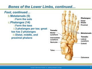 Copyright © 2009 Pearson Education, Inc., publishing as Benjamin Cummings *
Bones of the Lower Limbs, continued…
Foot, continued…
b.Metatarsals (5)
i.Form the sole
c.Phalanges (14)
i.Form the toes
ii.3 phalanges per toe; great
toe has 2 phalanges
iii.Distal, middle, and
proximal phalanx
 