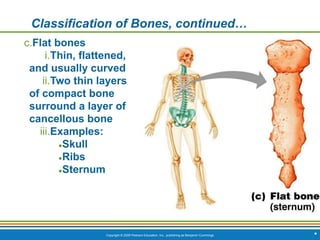 Copyright © 2009 Pearson Education, Inc., publishing as Benjamin Cummings *
Classification of Bones, continued…
c.Flat bones
i.Thin, flattened,
and usually curved
ii.Two thin layers
of compact bone
surround a layer of
cancellous bone
iii.Examples:
●Skull
●Ribs
●Sternum
 