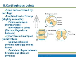 Copyright © 2009 Pearson Education, Inc., publishing as Benjamin Cummings *
B.Cartilaginous Joints
●Bone ends covered by
cartilage
●Amphiarthrotic Examples
(slightly movable):
●Pubic symphysis
(fibrocartilage)
●Intervertebral joints
(fibrocartilage discs
between)
●Synarthrotic Examples
(immovable):
●Epiphyseal plates
(hyaline cartilage) of long
bones
●Costal cartilages between
first ribs and sternum
(hyaline)
 