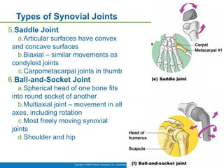 Copyright © 2009 Pearson Education, Inc., publishing as Benjamin Cummings *
Types of Synovial Joints
Figure 5.30d–f
5.Saddle Joint
a.Articular surfaces have convex
and concave surfaces
b.Biaxial – similar movements as
condyloid joints
c.Carpometacarpal joints in thumb
6.Ball-and-Socket Joint
a.Spherical head of one bone fits
into round socket of another
b.Multiaxial joint – movement in all
axes, including rotation
c.Most freely moving synovial
joints
d.Shoulder and hip
 