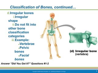 Copyright © 2009 Pearson Education, Inc., publishing as Benjamin Cummings *
Classification of Bones, continued…
d.Irregular bones
i.Irregular
shape
ii.Do not fit into
other bone
classification
categories
iii.Example:
●Vertebrae
●Pelvic
bones
●Facial
bones
Answer “Did You Get It?” Questions #1-2
 