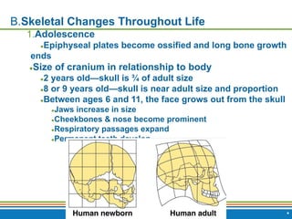 Copyright © 2009 Pearson Education, Inc., publishing as Benjamin Cummings *
B.Skeletal Changes Throughout Life
1.Adolescence
●Epiphyseal plates become ossified and long bone growth
ends
●Size of cranium in relationship to body
●2 years old—skull is ¾ of adult size
●8 or 9 years old—skull is near adult size and proportion
●Between ages 6 and 11, the face grows out from the skull
●Jaws increase in size
●Cheekbones & nose become prominent
●Respiratory passages expand
●Permanent teeth develop
 