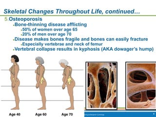 Copyright © 2009 Pearson Education, Inc., publishing as Benjamin Cummings *
Skeletal Changes Throughout Life, continued…
5.Osteoporosis
●Bone-thinning disease afflicting
●50% of women over age 65
●20% of men over age 70
●Disease makes bones fragile and bones can easily fracture
●Especially vertebrae and neck of femur
●Vertebral collapse results in kyphosis (AKA dowager’s hump)
 