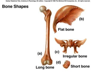 Copyright © 2009 Pearson Education, Inc., publishing as Benjamin Cummings *
Classification of Bones
Figure 5.1d
 