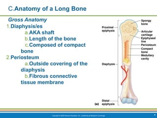 Copyright © 2009 Pearson Education, Inc., publishing as Benjamin Cummings *
C.Anatomy of a Long Bone
Gross Anatomy
1.Diaphysis/es
a.AKA shaft
b.Length of the bone
c.Composed of compact
bone
2.Periosteum
a.Outside covering of the
diaphysis
b.Fibrous connective
tissue membrane
 