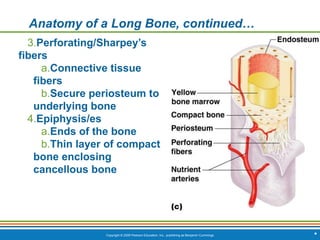 Copyright © 2009 Pearson Education, Inc., publishing as Benjamin Cummings *
Anatomy of a Long Bone, continued…
3.Perforating/Sharpey’s
fibers
a.Connective tissue
fibers
b.Secure periosteum to
underlying bone
4.Epiphysis/es
a.Ends of the bone
b.Thin layer of compact
bone enclosing
cancellous bone
 