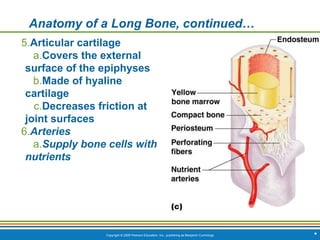Copyright © 2009 Pearson Education, Inc., publishing as Benjamin Cummings *
Anatomy of a Long Bone, continued…
5.Articular cartilage
a.Covers the external
surface of the epiphyses
b.Made of hyaline
cartilage
c.Decreases friction at
joint surfaces
6.Arteries
a.Supply bone cells with
nutrients
 