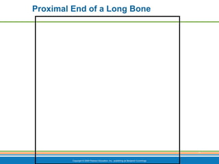 Copyright © 2009 Pearson Education, Inc., publishing as Benjamin Cummings
*
Proximal End of a Long Bone
 