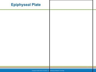 Copyright © 2009 Pearson Education, Inc., publishing as Benjamin Cummings
*
Epiphyseal Plate
 