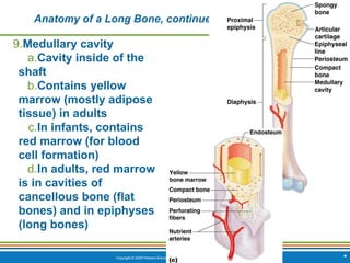 Copyright © 2009 Pearson Education, Inc., publishing as Benjamin Cummings *
Anatomy of a Long Bone, continued…
9.Medullary cavity
a.Cavity inside of the
shaft
b.Contains yellow
marrow (mostly adipose
tissue) in adults
c.In infants, contains
red marrow (for blood
cell formation)
d.In adults, red marrow
is in cavities of
cancellous bone (flat
bones) and in epiphyses
(long bones)
 