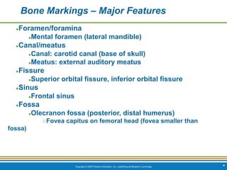 Copyright © 2009 Pearson Education, Inc., publishing as Benjamin Cummings *
Bone Markings – Major Features
●Foramen/foramina
●Mental foramen (lateral mandible)
●Canal/meatus
●Canal: carotid canal (base of skull)
●Meatus: external auditory meatus
●Fissure
●Superior orbital fissure, inferior orbital fissure
●Sinus
●Frontal sinus
●Fossa
●Olecranon fossa (posterior, distal humerus)
○Fovea capitus on femoral head (fovea smaller than
fossa)
 