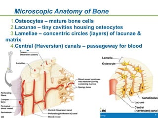 Copyright © 2009 Pearson Education, Inc., publishing as Benjamin Cummings *
Microscopic Anatomy of Bone
1.Osteocytes – mature bone cells
2.Lacunae – tiny cavities housing osteocytes
3.Lamellae – concentric circles (layers) of lacunae &
matrix
4.Central (Haversian) canals – passageway for blood
vessels & nerves
 