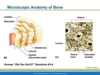 Copyright © 2009 Pearson Education, Inc., publishing as Benjamin Cummings *
Microscopic Anatomy of Bone
Figure 5.3b–c
Answer “Did You Get It?” Questions #3-4
 