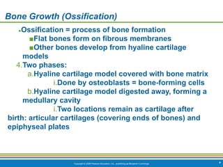Copyright © 2009 Pearson Education, Inc., publishing as Benjamin Cummings *
Bone Growth (Ossification)
●Ossification = process of bone formation
■Flat bones form on fibrous membranes
■Other bones develop from hyaline cartilage
models
4.Two phases:
a.Hyaline cartilage model covered with bone matrix
i.Done by osteoblasts = bone-forming cells
b.Hyaline cartilage model digested away, forming a
medullary cavity
i.Two locations remain as cartilage after
birth: articular cartilages (covering ends of bones) and
epiphyseal plates
 