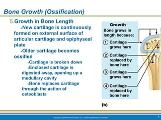 Copyright © 2009 Pearson Education, Inc., publishing as Benjamin Cummings *
Bone Growth (Ossification)
5.Growth in Bone Length
●New cartilage is continuously
formed on external surface of
articular cartilage and epiphyseal
plate
●Older cartilage becomes
ossified
●Cartilage is broken down
●Enclosed cartilage is
digested away, opening up a
medullary cavity
●Bone replaces cartilage
through the action of
osteoblasts
 