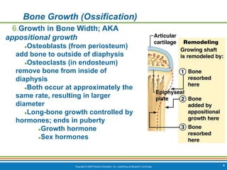 Copyright © 2009 Pearson Education, Inc., publishing as Benjamin Cummings *
Bone Growth (Ossification)
6.Growth in Bone Width; AKA
appositional growth
●Osteoblasts (from periosteum)
add bone to outside of diaphysis
●Osteoclasts (in endosteum)
remove bone from inside of
diaphysis
●Both occur at approximately the
same rate, resulting in larger
diameter
●Long-bone growth controlled by
hormones; ends in puberty
●Growth hormone
●Sex hormones
 