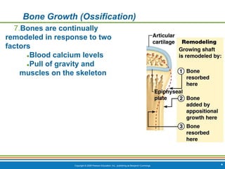 Copyright © 2009 Pearson Education, Inc., publishing as Benjamin Cummings *
Bone Growth (Ossification)
7.Bones are continually
remodeled in response to two
factors
●Blood calcium levels
●Pull of gravity and
muscles on the skeleton
 