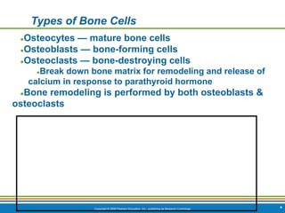 Copyright © 2009 Pearson Education, Inc., publishing as Benjamin Cummings *
Types of Bone Cells
●Osteocytes — mature bone cells
●Osteoblasts — bone-forming cells
●Osteoclasts — bone-destroying cells
●Break down bone matrix for remodeling and release of
calcium in response to parathyroid hormone
●Bone remodeling is performed by both osteoblasts &
osteoclasts
 