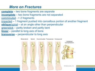 Copyright © 2009 Pearson Education, Inc., publishing as Benjamin Cummings
More on Fractures
complete – two bone fragments are separate
incomplete – two bone fragments are not separated
comminuted - > 2 fragments
impacted – 1 fragment pushed into cancellous portion of another fragment
oblique/spiral – at an angle other than perpendicular
greenstick – partly broken and partly bent
linear – parallel to long axis of bone
transverse – perpendicular to long axis
*
 