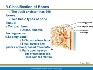 Copyright © 2009 Pearson Education, Inc., publishing as Benjamin Cummings *
B.Classification of Bones
1.The adult skeleton has 206
bones
2.Two basic types of bone
tissue:
a.Compact bone
i.Dense, smooth,
homogeneous
b.Spongy bone
i.AKA cancellous bone
ii.Small needle-like
pieces of bone, called trabeculae
iii.Many open spaces
●Site of hematopoesis
●Filled with red marrow
Figure 5.2b
 