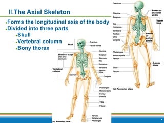 Copyright © 2009 Pearson Education, Inc., publishing as Benjamin Cummings *
II.The Axial Skeleton
●Forms the longitudinal axis of the body
●Divided into three parts
●Skull
●Vertebral column
●Bony thorax
 