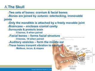 Copyright © 2009 Pearson Education, Inc., publishing as Benjamin Cummings *
A.The Skull
●Two sets of bones: cranium & facial bones
●Bones are joined by sutures: interlocking, immovable
joints
●Only the mandible is attached by a freely movable joint
●Braincase – encloses cranial cavity
●Surrounds & protects brain
○6 bones, 8 when paired
●Facial bones – forms facial structure
○8 bones, 14 when paired
●Auditory ossicles – form the middle ear
●These bones transmit vibration to eardrum
○Malleus, incus, & stapes
 