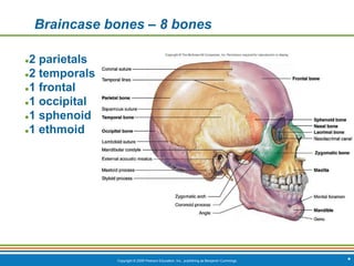 Copyright © 2009 Pearson Education, Inc., publishing as Benjamin Cummings
Braincase bones – 8 bones
●2 parietals
●2 temporals
●1 frontal
●1 occipital
●1 sphenoid
●1 ethmoid
*
 