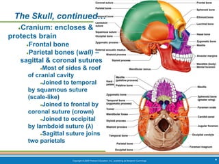 Copyright © 2009 Pearson Education, Inc., publishing as Benjamin Cummings *
The Skull, continued…
●Cranium: encloses &
protects brain
●Frontal bone
●Parietal bones (wall) –
sagittal & coronal sutures
●Most of sides & roof
of cranial cavity
●Joined to temporal
by squamous suture
(scale-like)
●Joined to frontal by
coronal suture (crown)
●Joined to occipital
by lambdoid suture (λ)
●Sagittal suture joins
two parietals
 