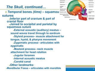 Copyright © 2009 Pearson Education, Inc., publishing as Benjamin Cummings *
The Skull, continued…
c.Temporal bones (time) – squamous
sutures
●Inferior part of cranium & part of
cranial floor
●Joined to occipital and parietal by
squamous suture
●External acoustic (auditory) meatus –
sound waves travel through to eardrum
●Styloid process– muscle attachment for
tongue, hyoid, & pharynx movement
●Zygomatic process– articulates with
zygomatic
●Mastoid process– neck muscle
attachment for head rotation
●Jugular foramen
●Internal acoustic meatus
●Carotid canal
●Other landmarks:
●Mandibular Fossa – articulates with mandible
 