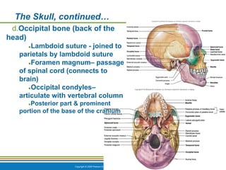 Copyright © 2009 Pearson Education, Inc., publishing as Benjamin Cummings *
The Skull, continued…
d.Occipital bone (back of the
head)
●Lambdoid suture - joined to
parietals by lambdoid suture
●Foramen magnum– passage
of spinal cord (connects to
brain)
●Occipital condyles–
articulate with vertebral column
●Posterior part & prominent
portion of the base of the cranium
 