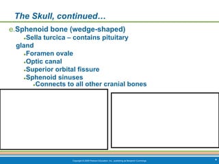 Copyright © 2009 Pearson Education, Inc., publishing as Benjamin Cummings *
The Skull, continued…
e.Sphenoid bone (wedge-shaped)
●Sella turcica – contains pituitary
gland
●Foramen ovale
●Optic canal
●Superior orbital fissure
●Sphenoid sinuses
●Connects to all other cranial bones
 