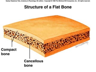 Copyright © 2009 Pearson Education, Inc., publishing as Benjamin Cummings *
 