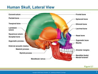Copyright © 2009 Pearson Education, Inc., publishing as Benjamin Cummings *
Human Skull, Lateral View
Figure 5.7
 