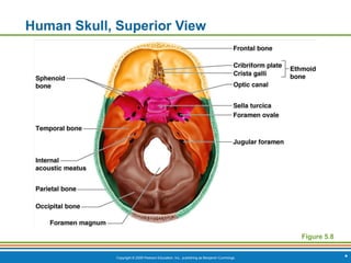 Copyright © 2009 Pearson Education, Inc., publishing as Benjamin Cummings *
Human Skull, Superior View
Figure 5.8
 
