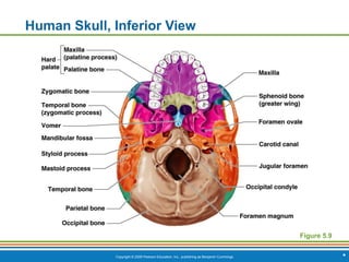 Copyright © 2009 Pearson Education, Inc., publishing as Benjamin Cummings *
Human Skull, Inferior View
Figure 5.9
 