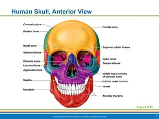 Copyright © 2009 Pearson Education, Inc., publishing as Benjamin Cummings *
Human Skull, Anterior View
Figure 5.11
 