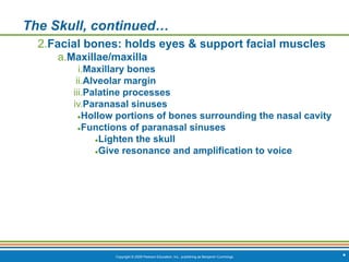Copyright © 2009 Pearson Education, Inc., publishing as Benjamin Cummings *
The Skull, continued…
2.Facial bones: holds eyes & support facial muscles
a.Maxillae/maxilla
i.Maxillary bones
ii.Alveolar margin
iii.Palatine processes
iv.Paranasal sinuses
●Hollow portions of bones surrounding the nasal cavity
●Functions of paranasal sinuses
●Lighten the skull
●Give resonance and amplification to voice
 