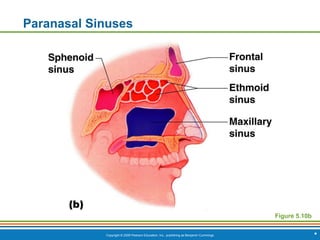 Copyright © 2009 Pearson Education, Inc., publishing as Benjamin Cummings *
Paranasal Sinuses
Figure 5.10b
 