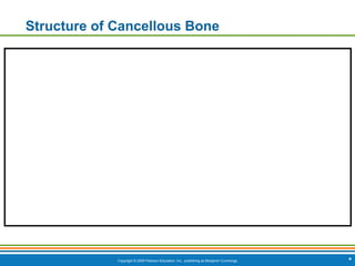 Copyright © 2009 Pearson Education, Inc., publishing as Benjamin Cummings
Structure of Cancellous Bone
*
 