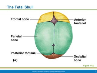 Copyright © 2009 Pearson Education, Inc., publishing as Benjamin Cummings *
The Fetal Skull
Figure 5.13a
 