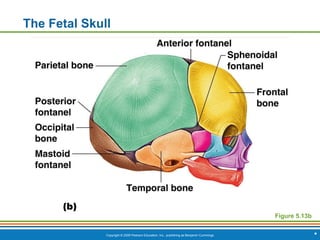 Copyright © 2009 Pearson Education, Inc., publishing as Benjamin Cummings *
The Fetal Skull
Figure 5.13b
 