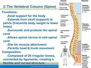 Copyright © 2009 Pearson Education, Inc., publishing as Benjamin Cummings *
B.The Vertebral Column (Spine)
Functions:
●Axial support for the body
●Extends from skull (support) to
pelvis (transmits body weight to lower
limbs)
●Surrounds and protects the spinal
cord
●Allows spinal nerves to exit spinal
cord
●Site for muscle attachment
●Permits head & trunk movement
Composition:
●Composed of 26 irregular bones,
connected by ligaments, creating a
flexible and curved structure
 