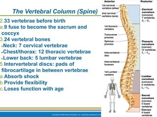 Copyright © 2009 Pearson Education, Inc., publishing as Benjamin Cummings *
The Vertebral Column (Spine)
2.33 vertebrae before birth
a.9 fuse to become the sacrum and
coccyx
3.24 vertebral bones
●Neck: 7 cervical vertebrae
●Chest/thorax: 12 thoracic vertebrae
●Lower back: 5 lumbar vertebrae
5.Intervertebral discs: pads of
fibrocartilage in between vertebrae
a.Absorb shock
b.Provide flexibility
c.Loses function with age
 