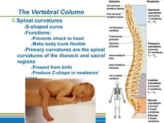 Copyright © 2009 Pearson Education, Inc., publishing as Benjamin Cummings *
The Vertebral Column
6.Spinal curvatures
●S-shaped curve
●Functions:
●Prevents shock to head
●Make body trunk flexible
●Primary curvatures are the spinal
curvatures of the thoracic and sacral
regions
●Present from birth
●Produce C-shape in newborns’
spine
 