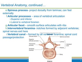 Copyright © 2009 Pearson Education, Inc., publishing as Benjamin Cummings
e.Spinous process- project dorsally from laminae; can feel
externally
f.Articular processes – area of vertebral articulation
i.Superior and inferior
ii.Lateral to vertebral foramen
g.Articular facet – smooth surface articulates with ribs
h.Intervertebral foramina- notches formed by adjacent vertebrae;
spinal nerves exit here
i.Vertebral canal – formed by all vertebral foramina; spinal cord
passage/protection
Vertebral Anatomy, continued…
*
 