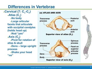 Copyright © 2009 Pearson Education, Inc., publishing as Benjamin Cummings
Differences in Vertebrae
●Cervical (7: C1
-C7
)
●Atlas (C1
)
●No body
●Large articular
facets that articulate
with occipital condyles
(holds head up)
●Nod “yes”
●Axis (C2
)
●Pivot for rotation of
atlas & skull
●Dens – large upright
process
●Shake your head
“no”
*
 