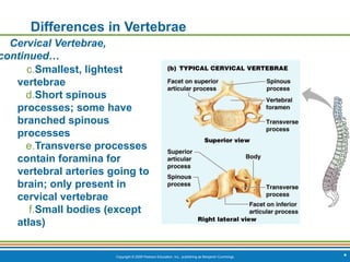 Copyright © 2009 Pearson Education, Inc., publishing as Benjamin Cummings
Differences in Vertebrae
Cervical Vertebrae,
continued…
c.Smallest, lightest
vertebrae
d.Short spinous
processes; some have
branched spinous
processes
e.Transverse processes
contain foramina for
vertebral arteries going to
brain; only present in
cervical vertebrae
f.Small bodies (except
atlas)
*
 