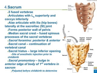 Copyright © 2009 Pearson Education, Inc., publishing as Benjamin Cummings *
4.Sacrum
●5 fused vertebrae
●Articulates with L5
superiorly and
coccyx inferiorly
●Alae articulate with ilia (hip bones)
laterally at the sacroiliac (SI) joint
●Forms posterior wall of pelvis
●Median sacral crest – fused spinous
processes of the sacral vertebrae
●Sacral foramina: posterior & anterior
●Sacral canal – continuation of
vertebral canal
●Sacral hiatus – large inferior opening
●Site of anesthetic injection prior to
childbirth
●Sacral promontory – bulge in
anterior edge of body of 1st
vertebra in
sacrum
●Palpated before childbirth to determine
 