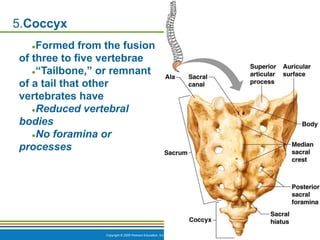 Copyright © 2009 Pearson Education, Inc., publishing as Benjamin Cummings *
5.Coccyx
●Formed from the fusion
of three to five vertebrae
●“Tailbone,” or remnant
of a tail that other
vertebrates have
●Reduced vertebral
bodies
●No foramina or
processes
 
